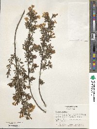 Chrysojasminum fruticans image