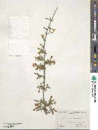 Chrysojasminum fruticans image