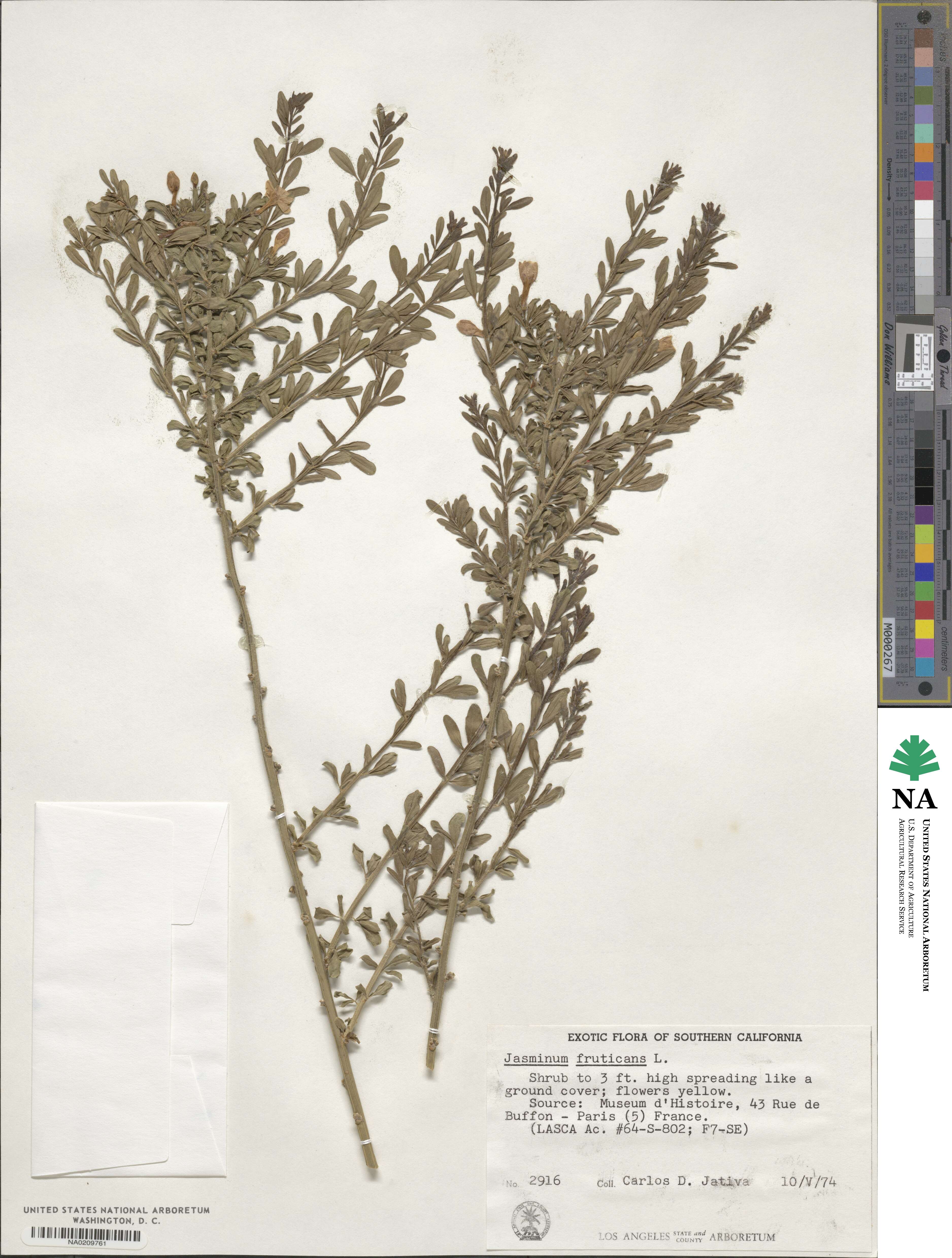 Chrysojasminum fruticans image