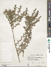 Chrysojasminum fruticans image