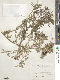 Chrysojasminum fruticans image