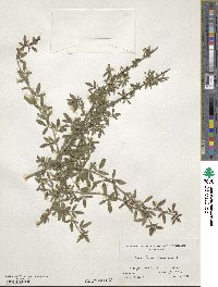 Chrysojasminum fruticans image