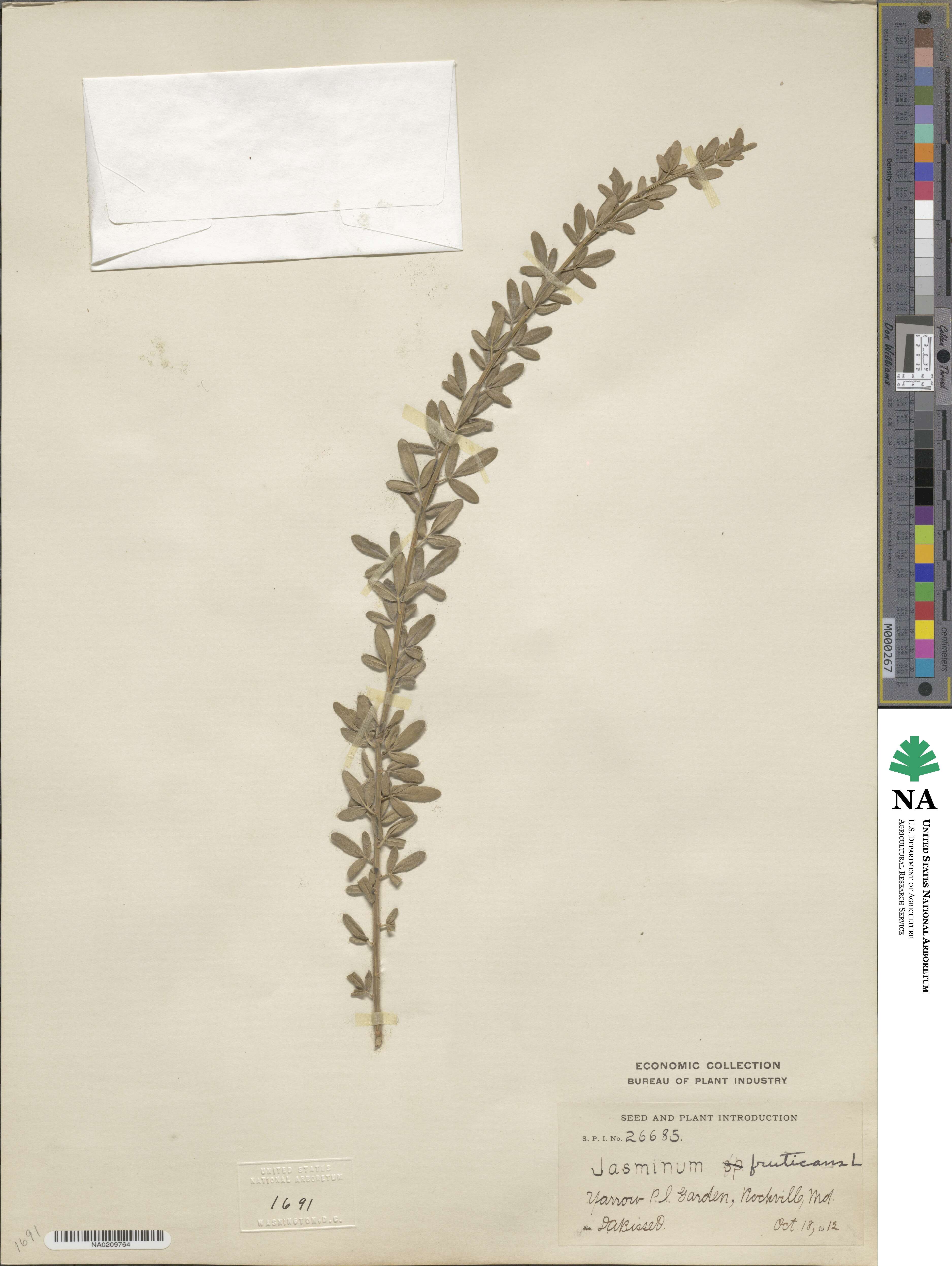 Chrysojasminum fruticans image