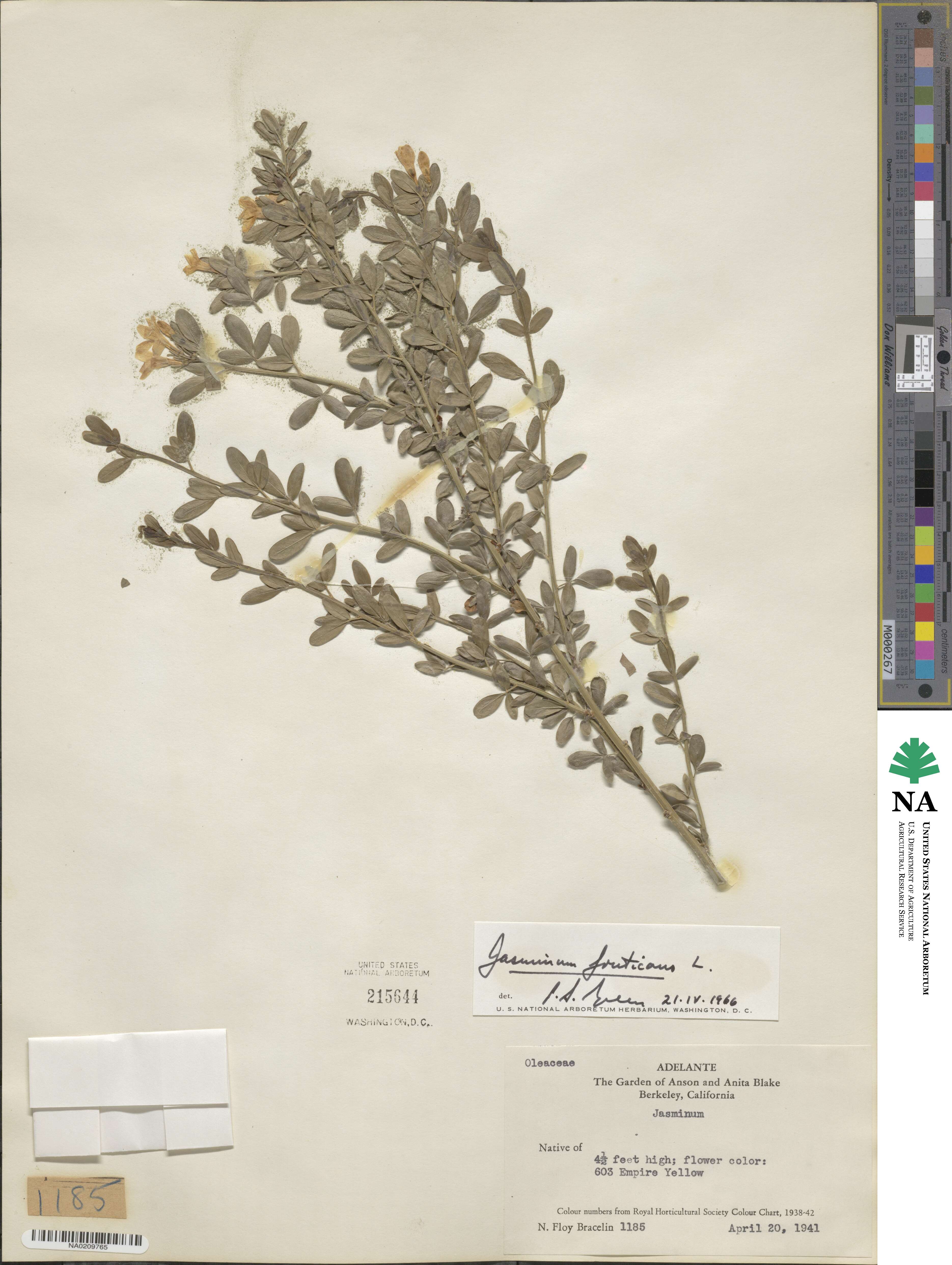Chrysojasminum fruticans image