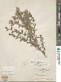 Chrysojasminum fruticans image