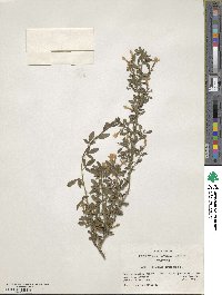 Chrysojasminum fruticans image