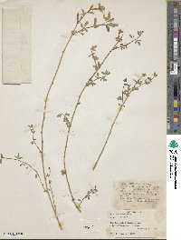 Chrysojasminum fruticans image