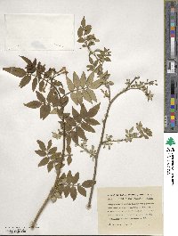 Jasminum humile image