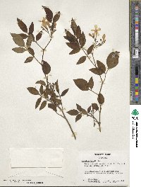 Jasminum humile image