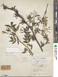 Jasminum humile image