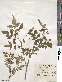 Jasminum humile image