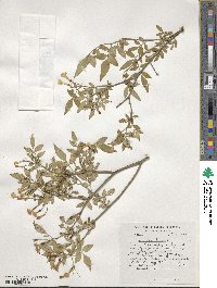 Jasminum humile image