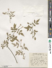 Jasminum humile image