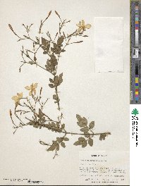 Jasminum grandiflorum image