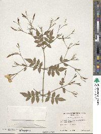 Jasminum grandiflorum image