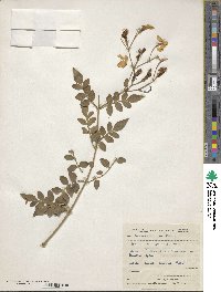 Jasminum grandiflorum image