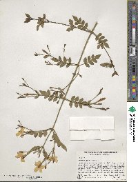 Jasminum grandiflorum image