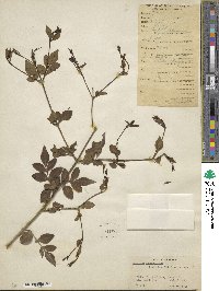 Jasminum grandiflorum image