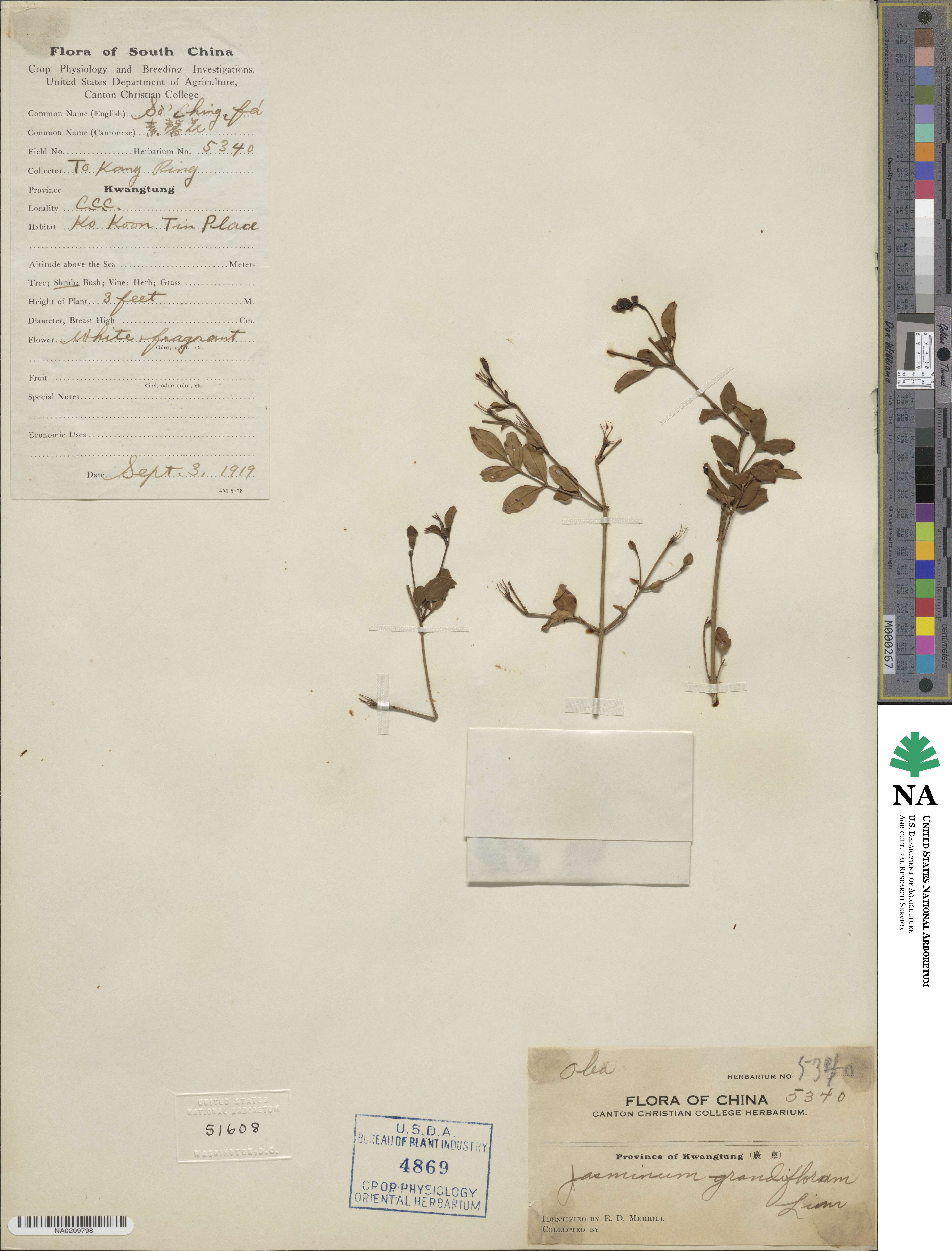 Jasminum grandiflorum image