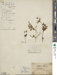 Jasminum grandiflorum image