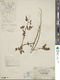 Jasminum grandiflorum image