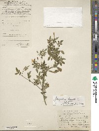 Jasminum humile image