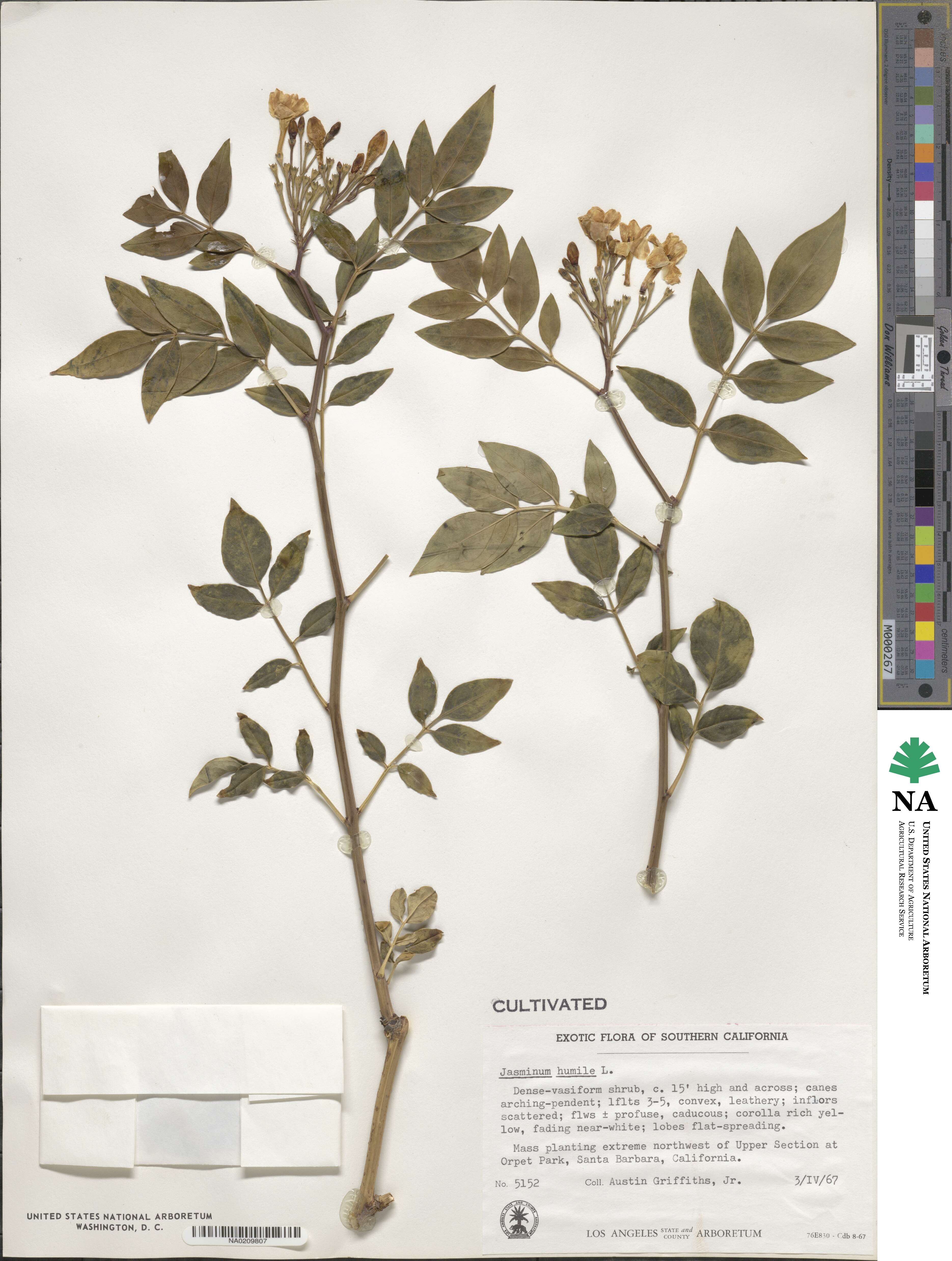 Jasminum humile image