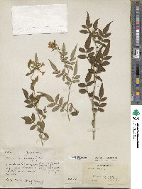 Jasminum humile image