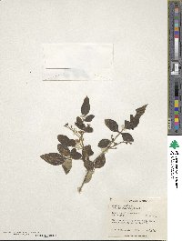 Chrysojasminum humile var. humile image