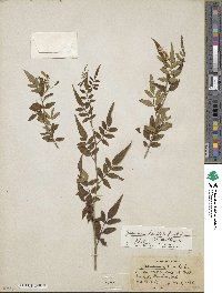 Chrysojasminum humile var. humile image