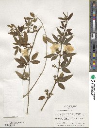 Jasminum mesnyi image