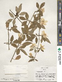 Jasminum mesnyi image