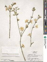 Jasminum mesnyi image