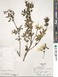 Jasminum mesnyi image