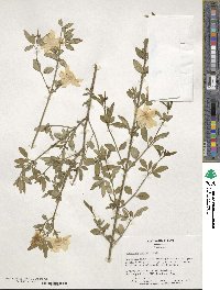 Jasminum mesnyi image