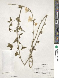 Jasminum mesnyi image