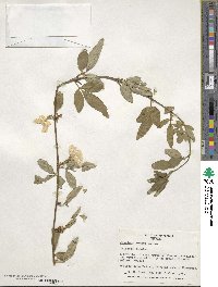 Jasminum mesnyi image