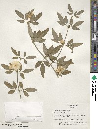 Jasminum mesnyi image