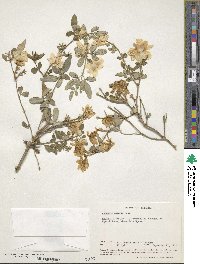 Jasminum mesnyi image