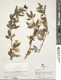 Jasminum mesnyi image