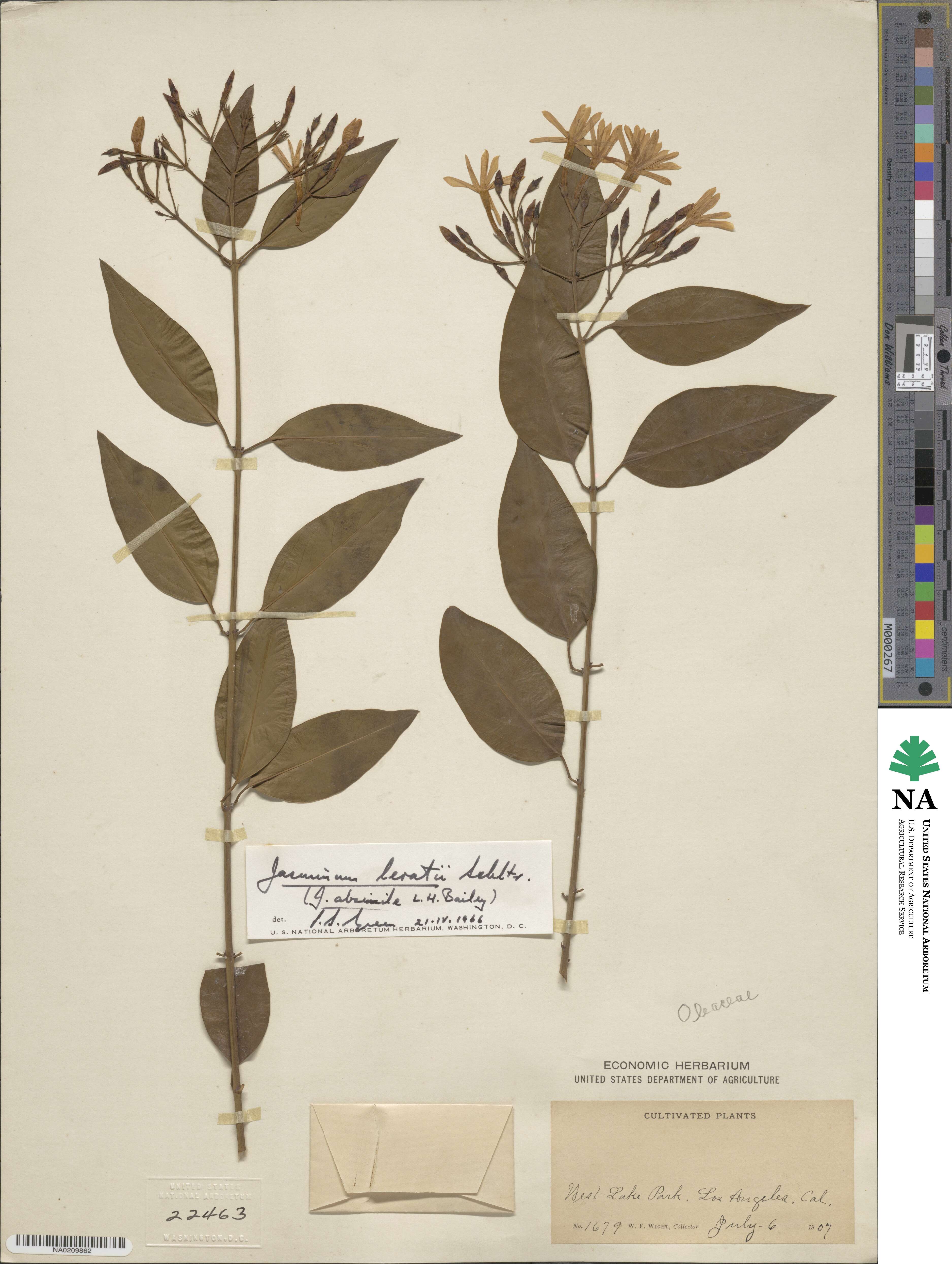 Jasminum simplicifolium subsp. leratii image