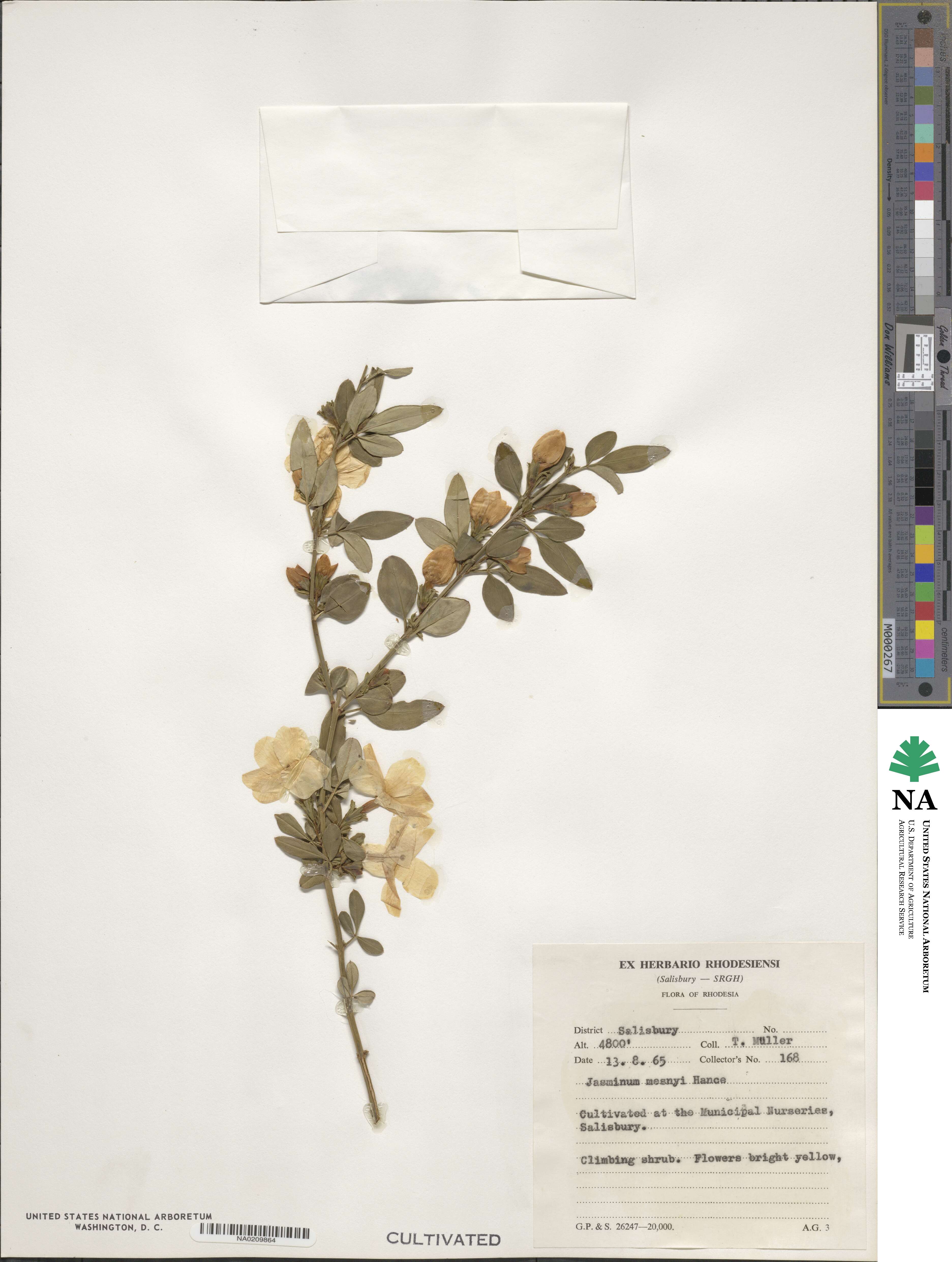 Jasminum mesnyi image
