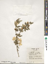 Jasminum mesnyi image