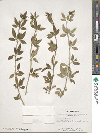 Jasminum mesnyi image