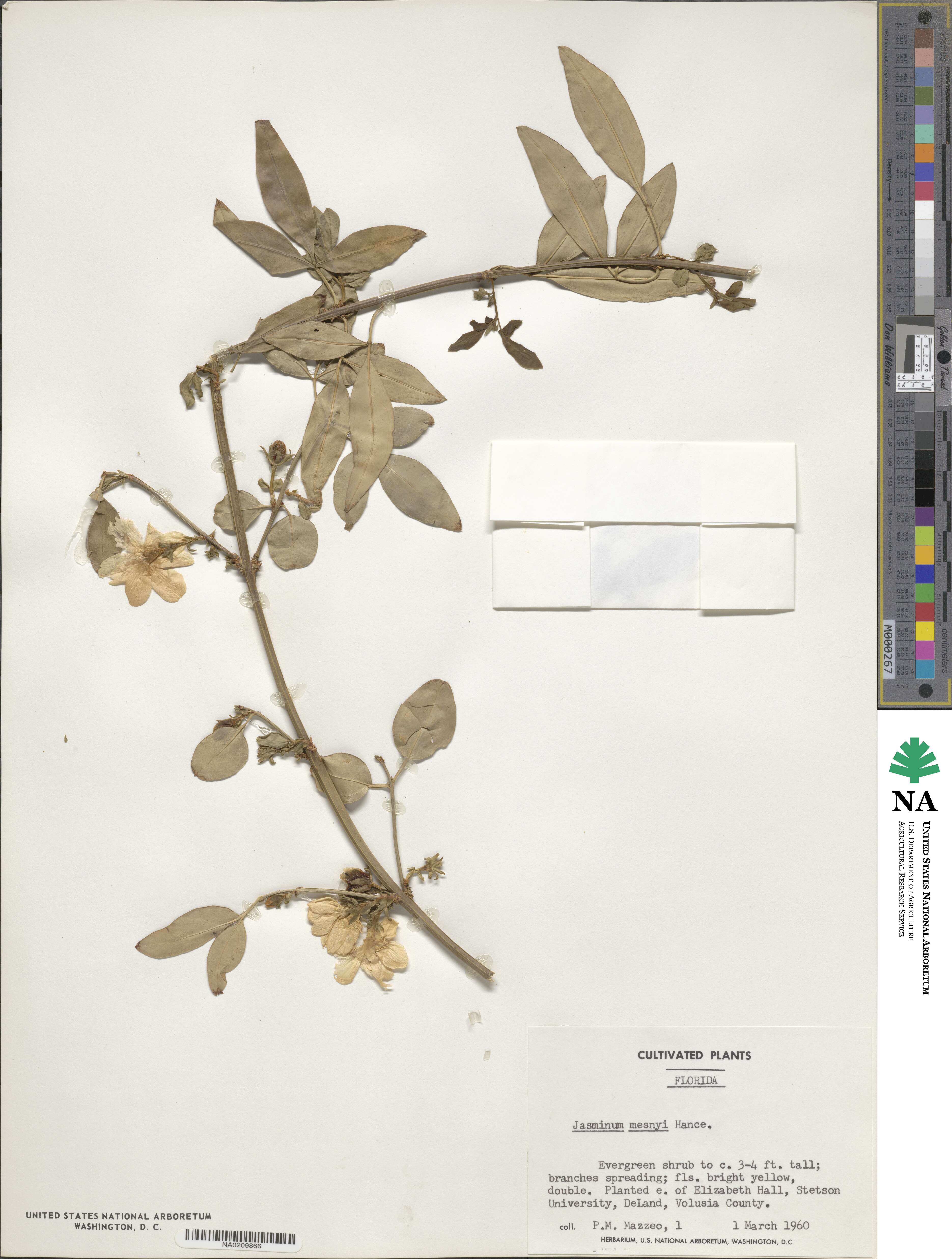 Jasminum mesnyi image