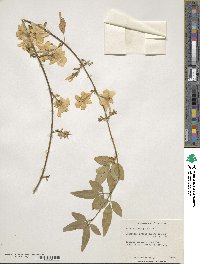 Jasminum mesnyi image