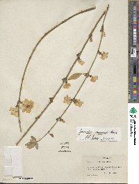 Jasminum mesnyi image