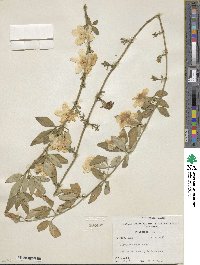 Jasminum mesnyi image