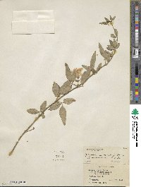 Jasminum mesnyi image