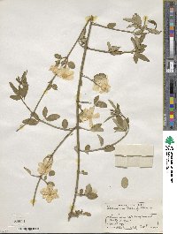 Jasminum mesnyi image